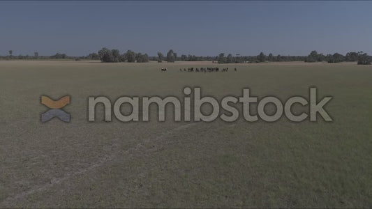 Namibstock_clip1234764