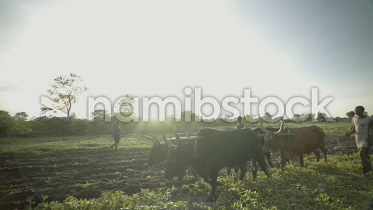 Namibstock_clip1234673