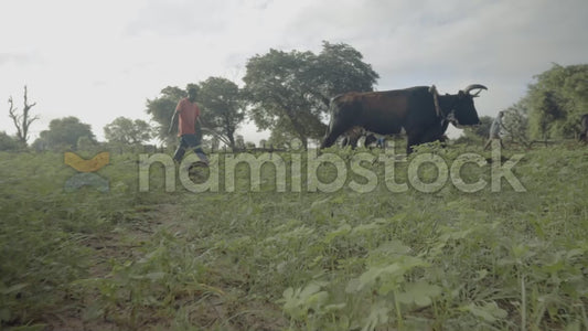 Namibstock_clip1234685