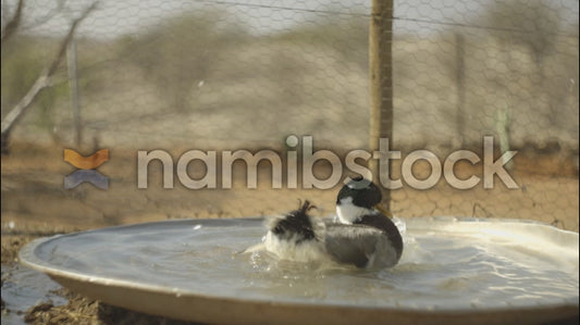 Namibstock_clip1234587