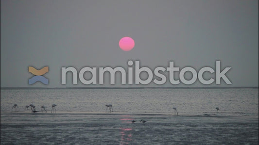 Namibstock_clip1234651