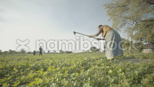 Namibstock_clip1234679