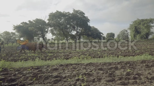 Namibstock_clip1234686