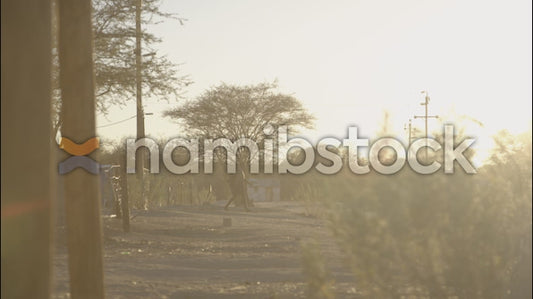 Namibstock_clip1234607