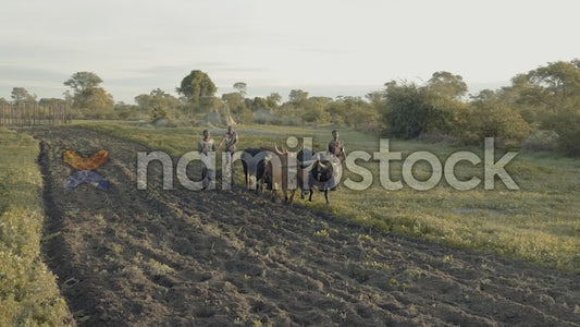 Namibstock_clip1234670