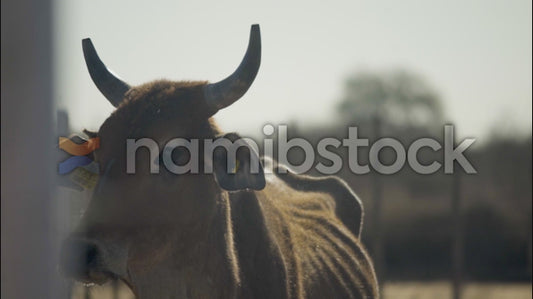 Namibstock_clip1234663